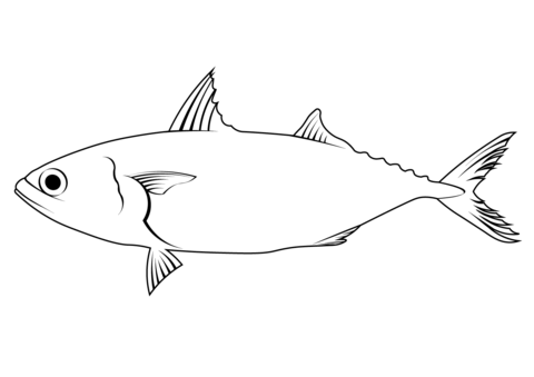 Indian Mackerel (Rastrelliger Kanagurta) Coloring Page